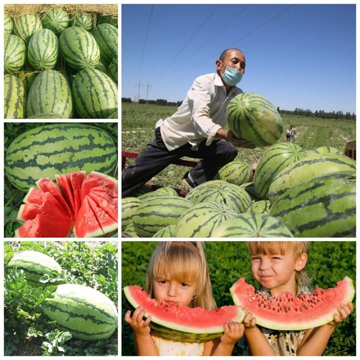 Edible Watermelon Seeds, Easy-Care for Beginners