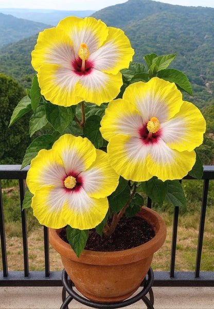 Easy-Grow Hibiscus Seeds, High Germination Seeds for Beginners