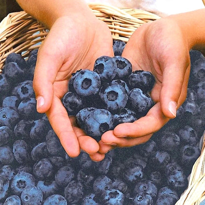Easy-Grow Blueberry Seeds, Sweet Juicy Fruits for Beginners