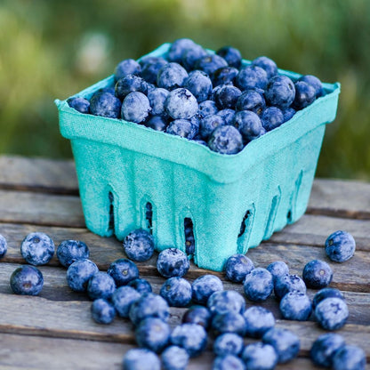 Easy-Grow Blueberry Seeds, Sweet Juicy Fruits for Beginners
