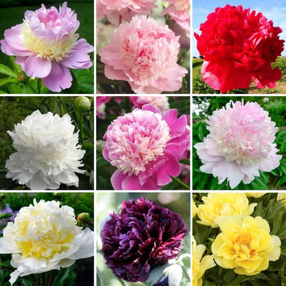 Fresh Peony Flower Seeds, Vibrant Mixed Colors for Patio & Yard