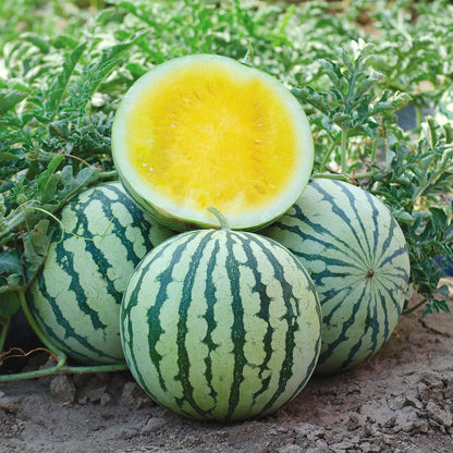 Non-GMO Yellow Watermelon Seeds, Sweet Golden Flesh for Melon Fields & Home Gardens