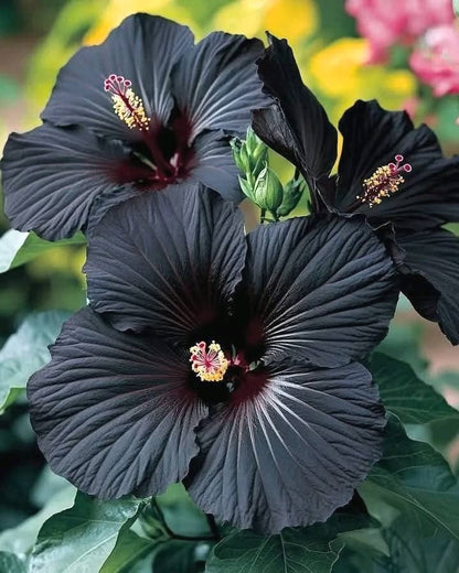 Fresh Hibiscus Seeds, Non-GMO Large Blooms for Indoor & Outdoor Planting