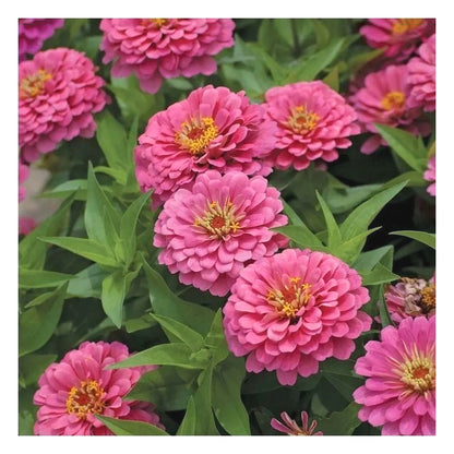 Rare Zinnia Seeds, High Germination Annual Flower Seeds for Outdoor Landscaping