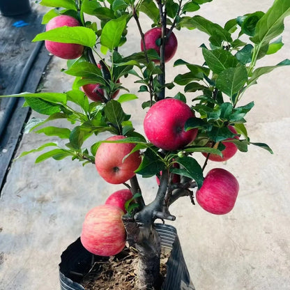 30pcs/bag Apple Seeds Heirloom Varieties Crisp Fruit Trees for Cold Climate Growing