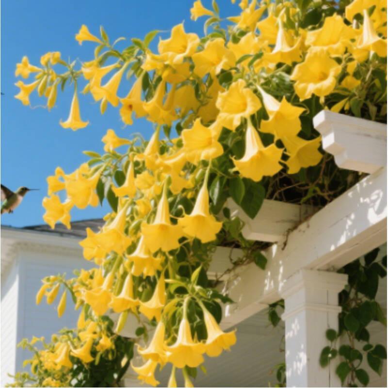 Bright Color Petunia Seeds, Easy-Grow Non-GMO Annual Flower Seeds for Garden Decoration