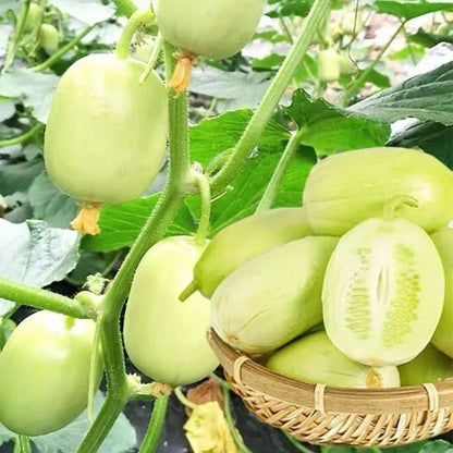 Easy-Grow Cucumber Seeds, Crisp Tender Fruits for Beginners & Home Gardeners