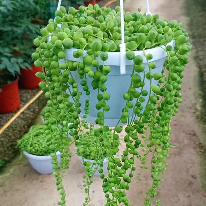 Fresh Succulent Seeds, Non-GMO Small Succulents for Indoor Planting
