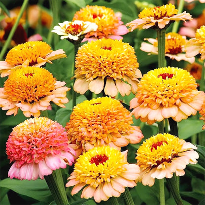 Rare Zinnia Seeds, High Germination Annual Flower Seeds for Outdoor Landscaping