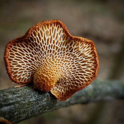 Fast-Growing Mushroom Seeds, Non-GMO Seeds for Cool Indoor And Outdoor Spaces