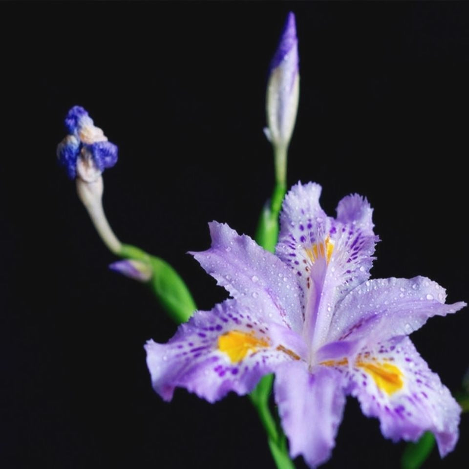 Wild-Adapted Butterfly Orchid Seeds, Non-GMO Hardy Seeds for Outdoor Wild Planting