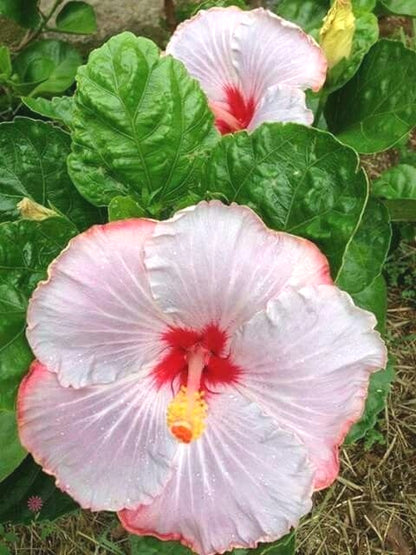 Fresh Hibiscus Seeds, Non-GMO Large Blooms for Indoor & Outdoor Planting