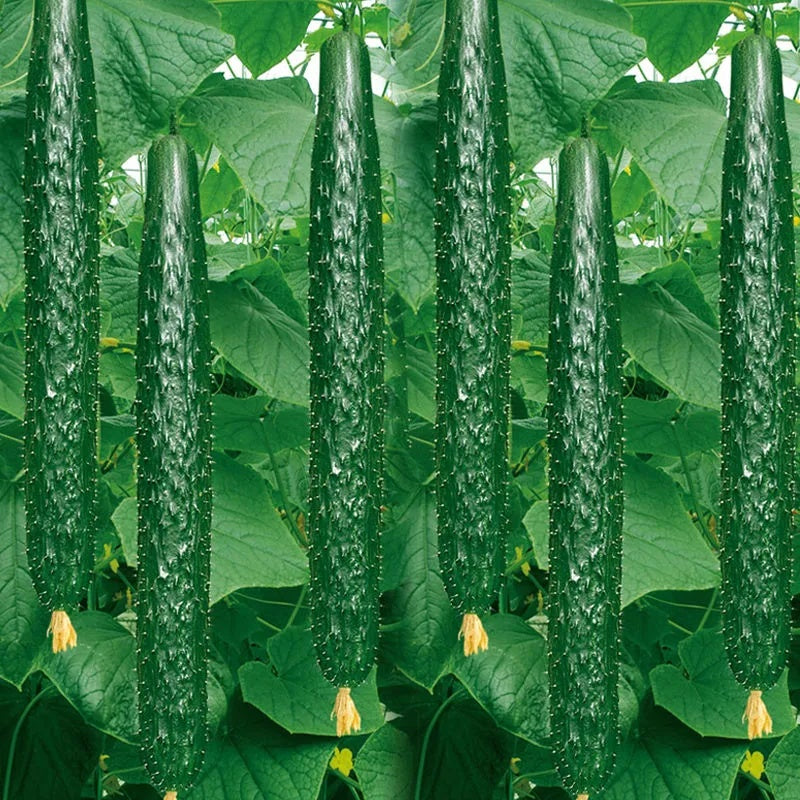 Fast-Growing Cucumber Seeds, Non-GMO Seeds for Spring-Summer Planting