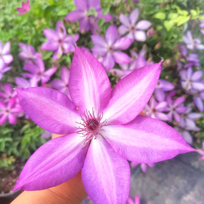 Ornamental Clematis Seeds, Hardy for Garden Landscaping