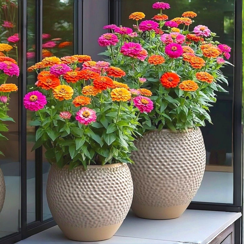 Mixed Color Zinnia Seeds, Non-GMO Fragrant Annual Seeds for Patio Pots
