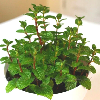 Easy-Grow Mint Seeds, Non-GMO Cold Hardy Herb Seeds for Beginners & Indoor Planting