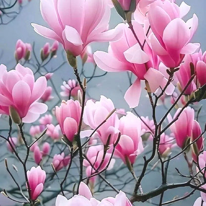 Easy-Grow Magnolia Seeds, Non-GMO Cold Hardy Flower Tree Seeds for Beginners