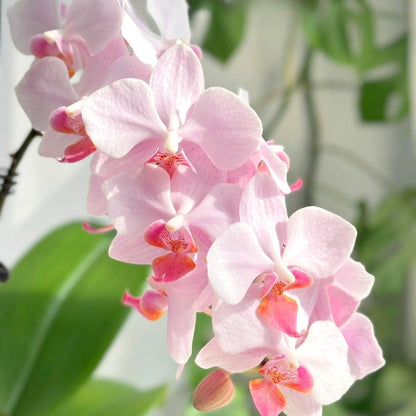 Easy-Grow Butterfly Orchid Seeds, High Germination Seeds for Beginners