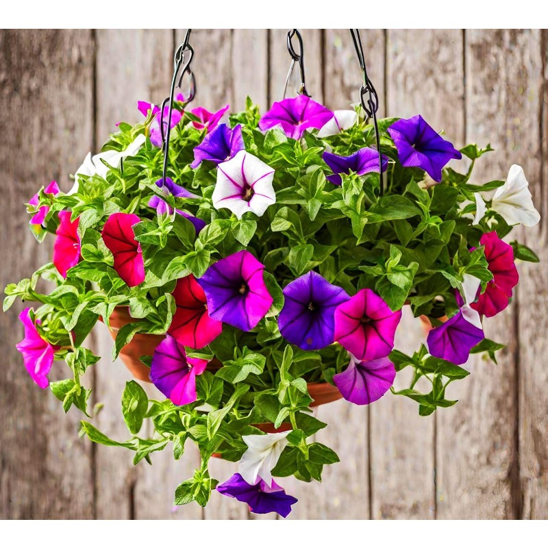 Mixed Color Petunia Seeds, Easy to Grow Flower Seeds for Hanging Baskets & Pots