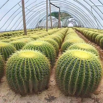 Rare Succulent Seeds, Unique Fleshy Foliage Seeds for Plant Collections