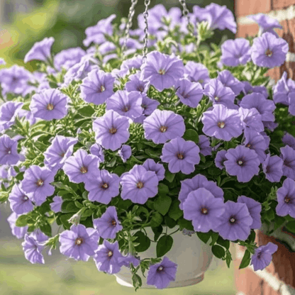 Wave Petunia Seeds, Non-GMO Trailing Flower Seeds for Hanging Baskets & Balconies (High Germination)