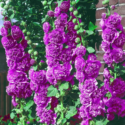 Hollyhock Seeds, Non-GMO Tall Flower Seeds for Garden Borders & Fences