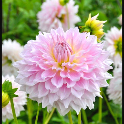 Dahlia Seeds, Non-GMO Vibrant Flower Seeds for Garden & Cut Arrangements