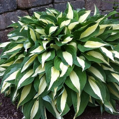 Hosta Seeds | Perennial Shade Plants with Gorgeous Foliage
