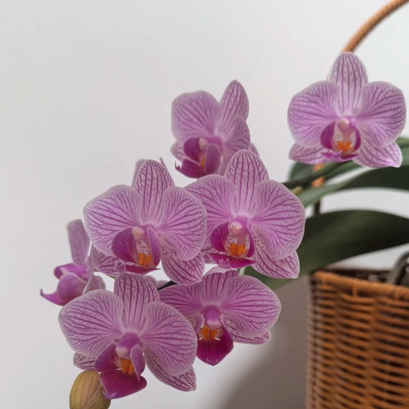 50pcs/bag Phalaenopsis Orchid Seeds - Exotic Moth Orchid for Indoor Propagation