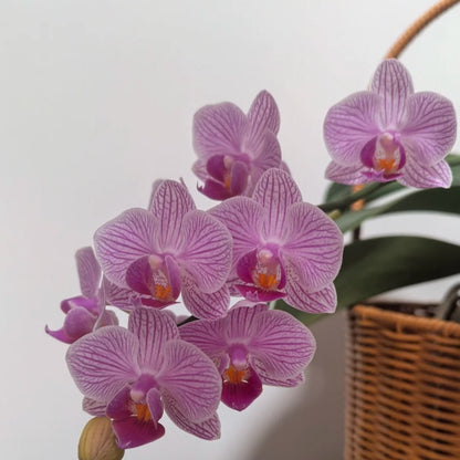 50pcs/bag Phalaenopsis Orchid Seeds - Exotic Moth Orchid for Indoor Propagation