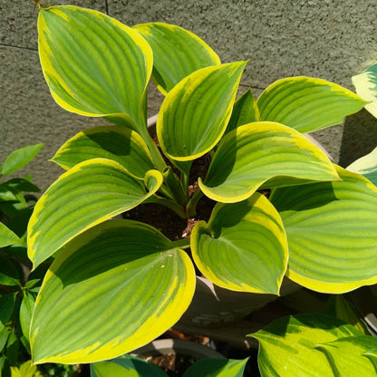 100pcs/bag Hosta Seeds: Shade-Loving Perennial Plant Seeds for Landscaping