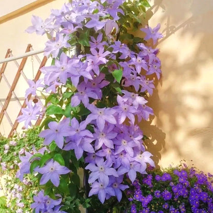 Easy-Grow Clematis Seeds, Delicate Blooms for Fence Decor
