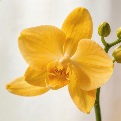 Easy-Grow Butterfly Orchid Seeds, High Germination Seeds for Beginners