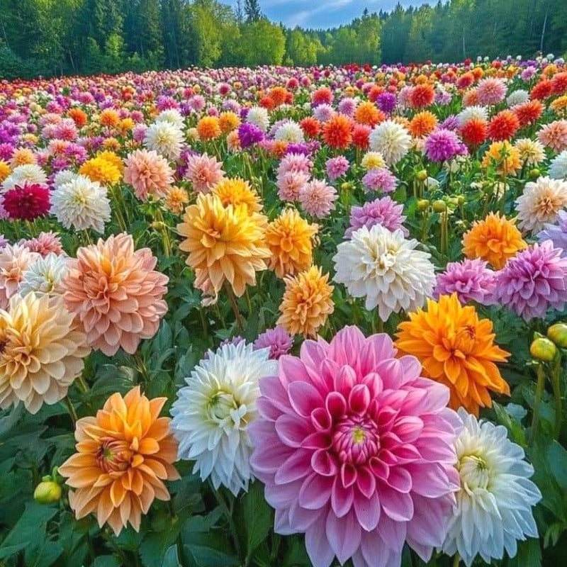 Exotic Dahlia Seeds, Non-GMO Vibrant Seeds for Patio Pots & Gardens
