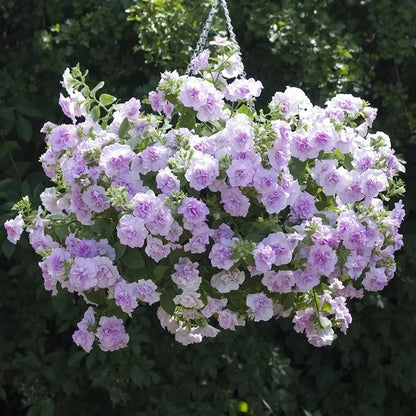 Mixed Color Petunia Seeds, Easy to Grow Flower Seeds for Hanging Baskets & Pots