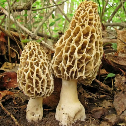 Shade-Loving Mushroom Seeds, Non-GMO Seeds for Home Garden