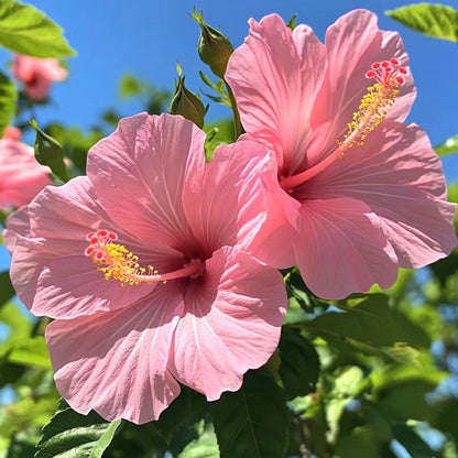 Hibiscus Seeds, Non-GMO Vibrant Flower Seeds for Garden & Balcony