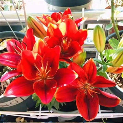 Easy-Grow Lily Seeds, Non-GMO Cold Hardy Flower Seeds for Beginners