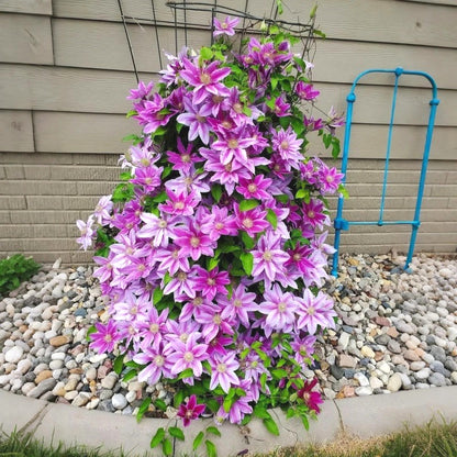 Cold-Hardy Clematis Seeds, Low Maintenance Outdoor Seeds