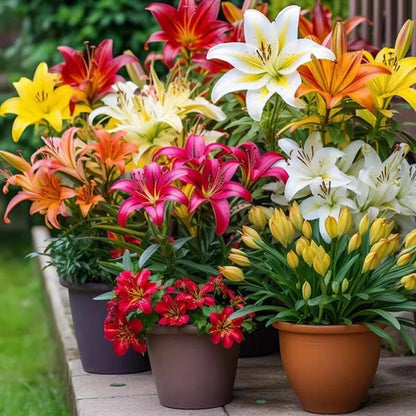 Mixed Color Lily Seeds, Non-GMO Fragrant Perennial Seeds for Patio Pots
