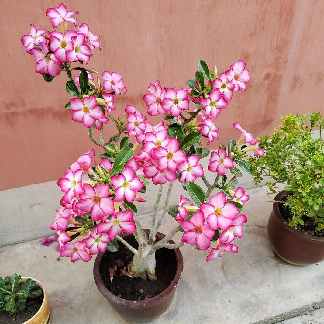 5pcs/bag Desert Rose Seeds - Heat-Tolerant Adenium for Arid Climates