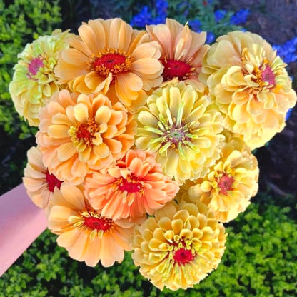 Easy-Grow Zinnia Seeds, Non-GMO Heat Hardy Flower Seeds for Beginners