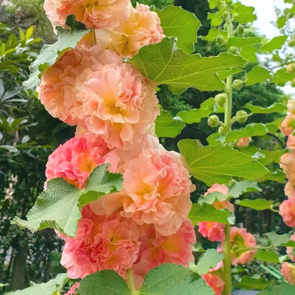 Mixed Color Hollyhock Seeds, Fast Growing Tall Garden Ornaments