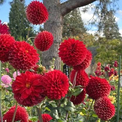 Fresh Dahlia Seeds, Non-GMO Blooms for Indoor & Outdoor Planting