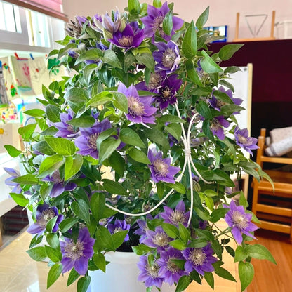 Fresh Clematis Seeds, Non-GMO for Home Garden
