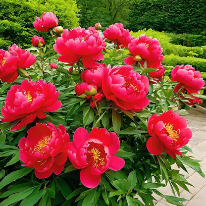 High Germination Peony Seeds, Cold Hardy Outdoor Ornamental Flowers