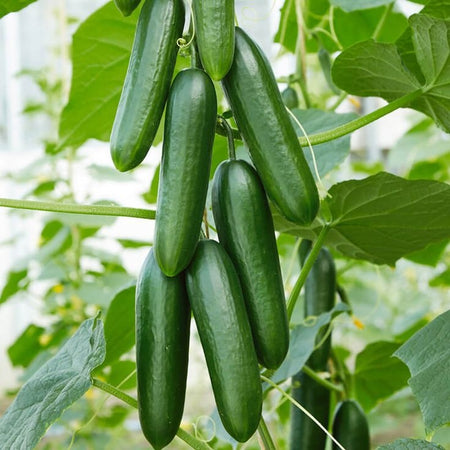 Fresh Cucumber Seeds, Non-GMO Vegetable Seeds for Patio Pots & Greenhouses
