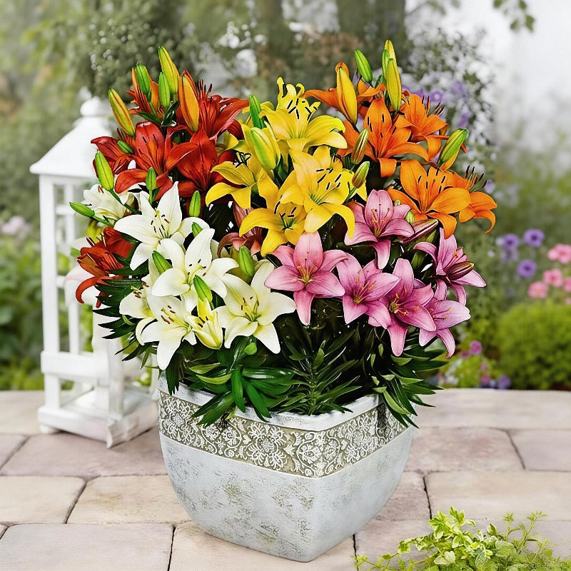 Mixed Color Lily Seeds, Non-GMO Fragrant Perennial Seeds for Patio Pots