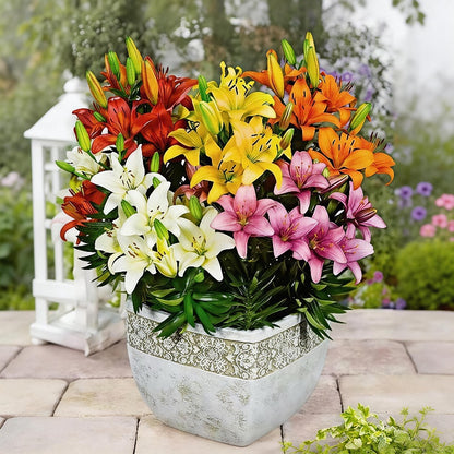 Mixed Color Lily Seeds, Non-GMO Fragrant Perennial Seeds for Patio Pots