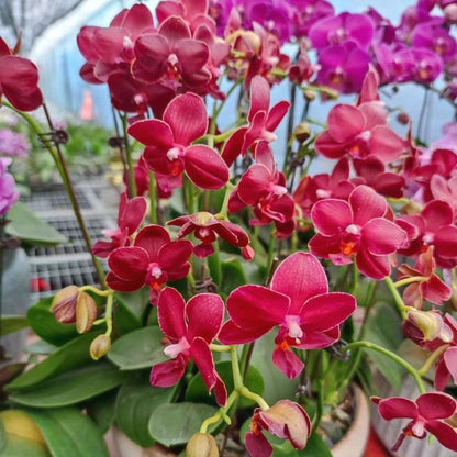 Garden Phalaenopsis Seeds, Non-GMO Elegant Orchids for Outdoor Garden Landscaping